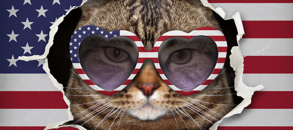 tabby cat with American flag sunglasses