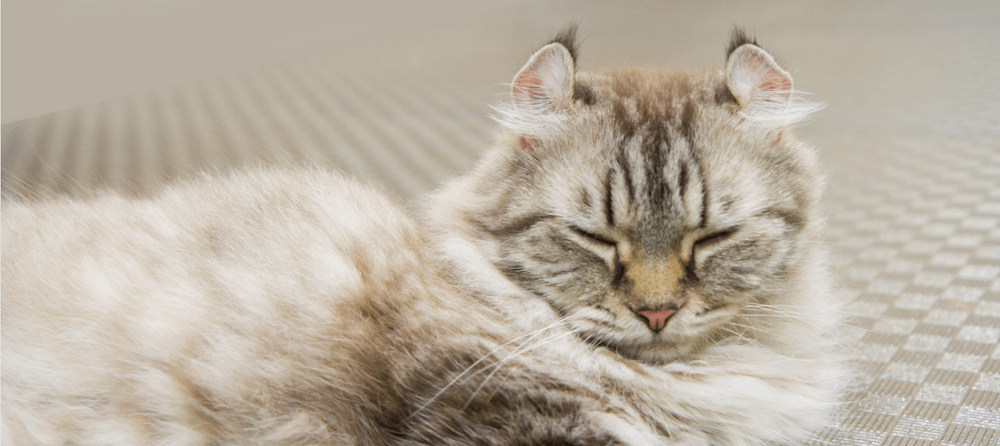 long-haired American Curl cat