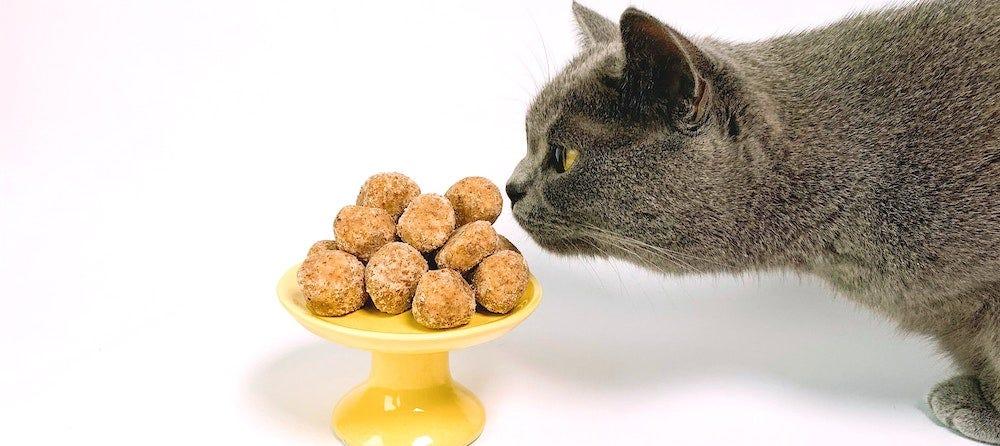 What Human Food Can Cats Eat Litter Robot