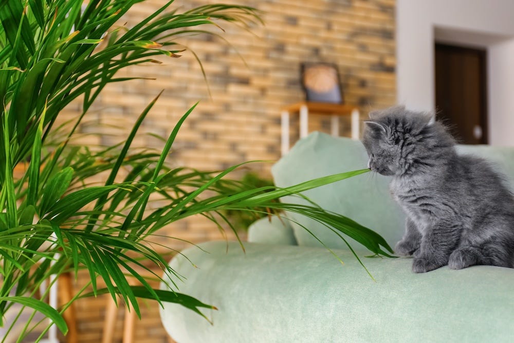 areca palm and cat