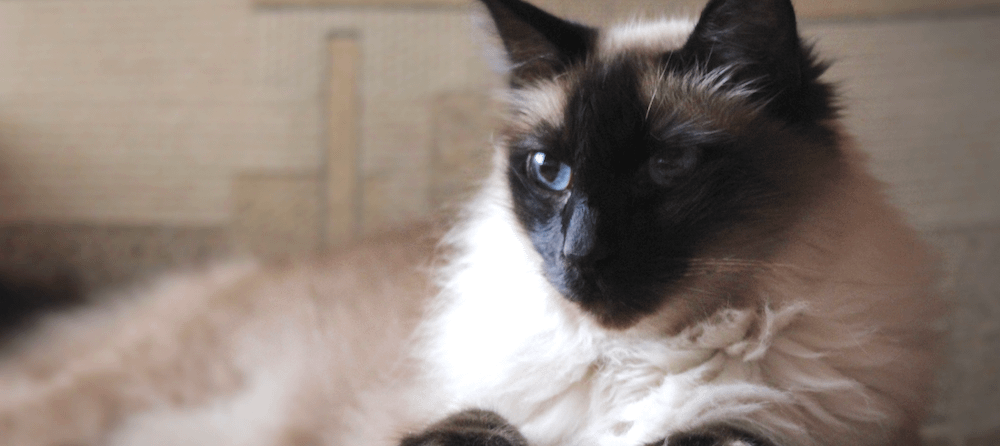 Balinese cat