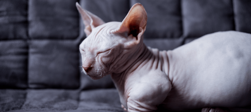 sphynx cat grooming guide