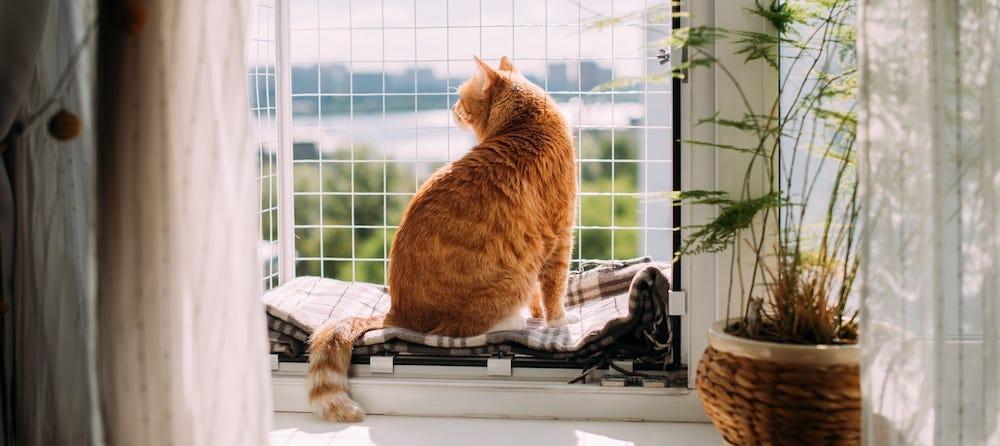 orange tabby cat in apartment window