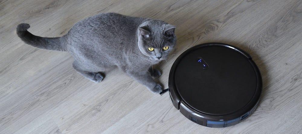 british shorthair cat next to robot pet cleaner 