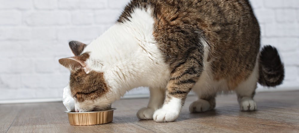 tabby senior cat eating cat food