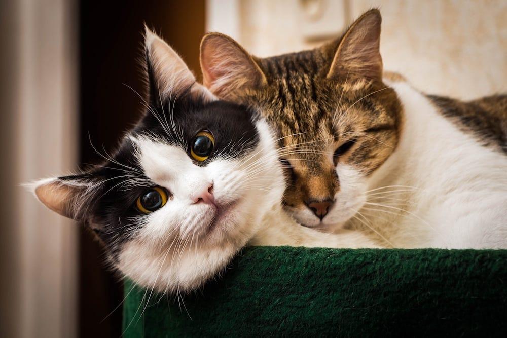 is it better to have 2 cats