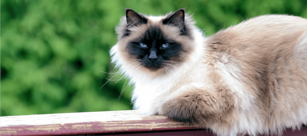 Birman Cat Breed Guide And Profile Litter Robot