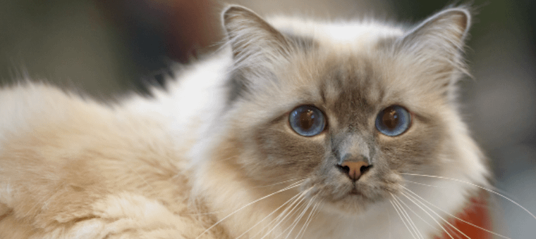 Birman cat