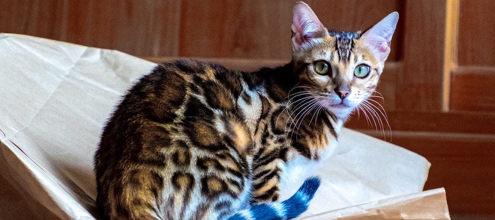 Bengal cat on paper bag