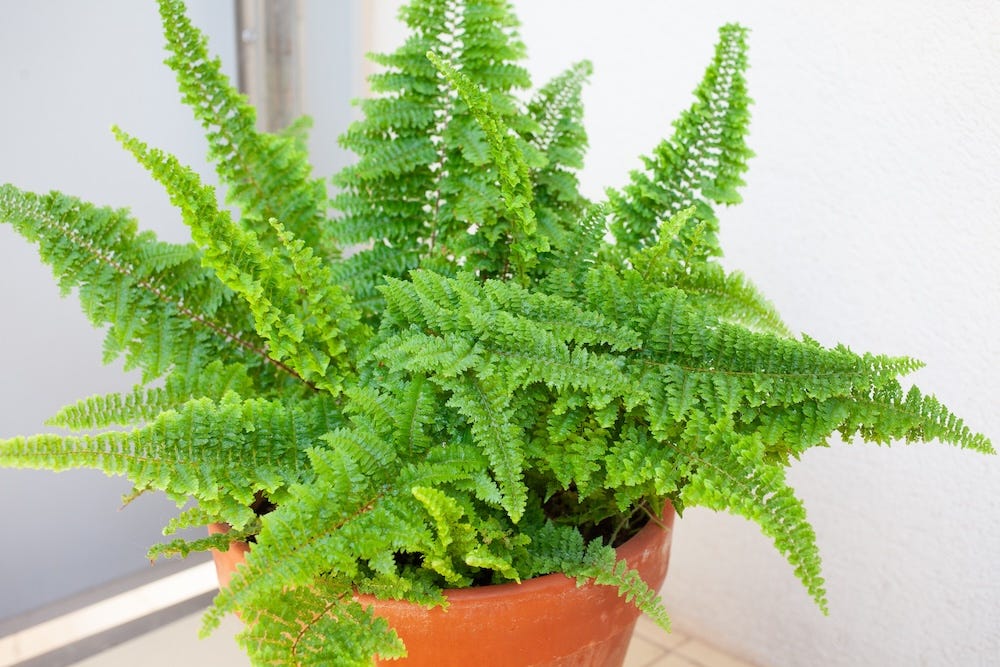 boston fern plant safe for cats
