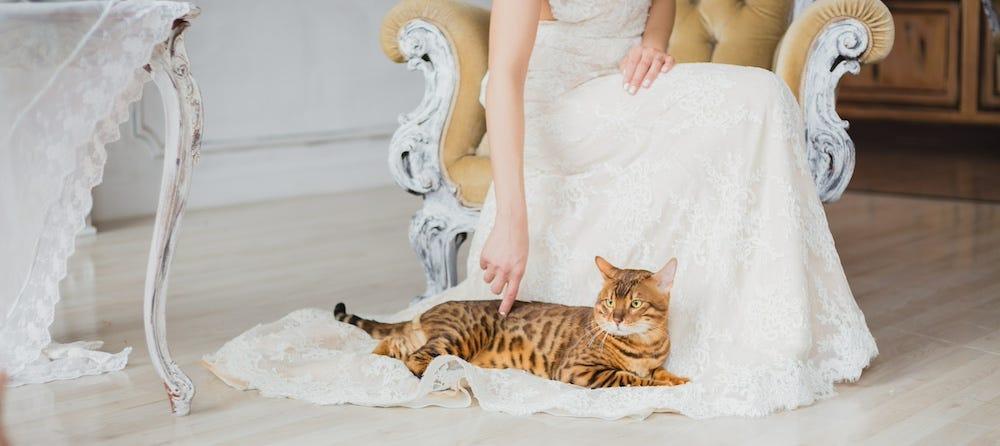 Pet Friendly Wedding Planning What to Consider When Including Cats