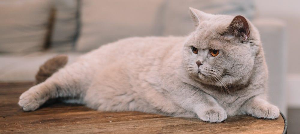 British Shorthair cat lying on table