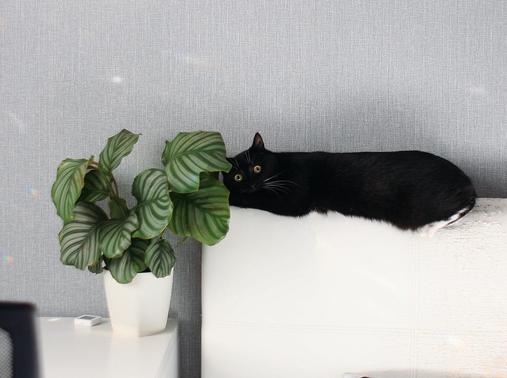 calathea plant safe for cats