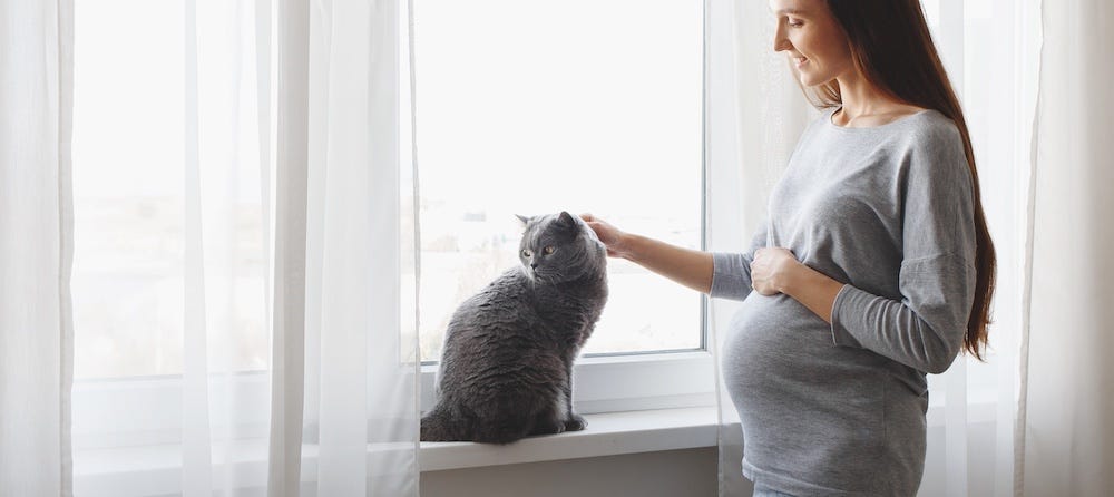 pregnant woman petting British Shorthair cat on windowsill
