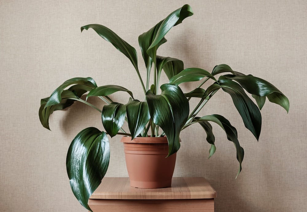 cast iron plant safe for cats