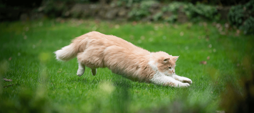 long-haired mouser cat pouncing in grass