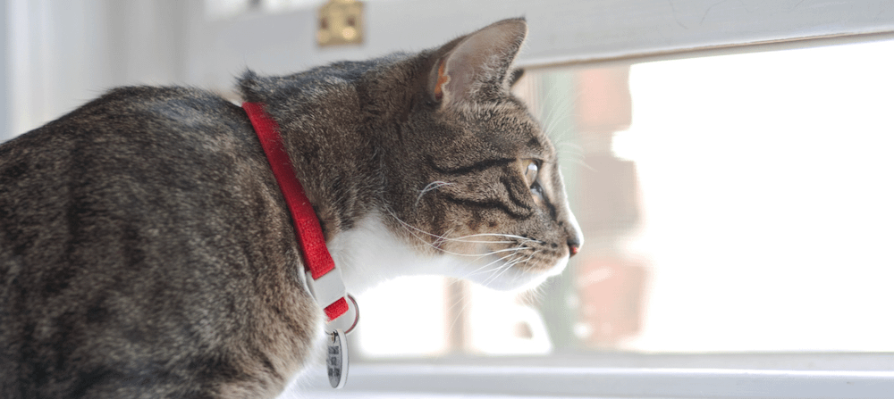 Average fashion lifespan of cats domestic