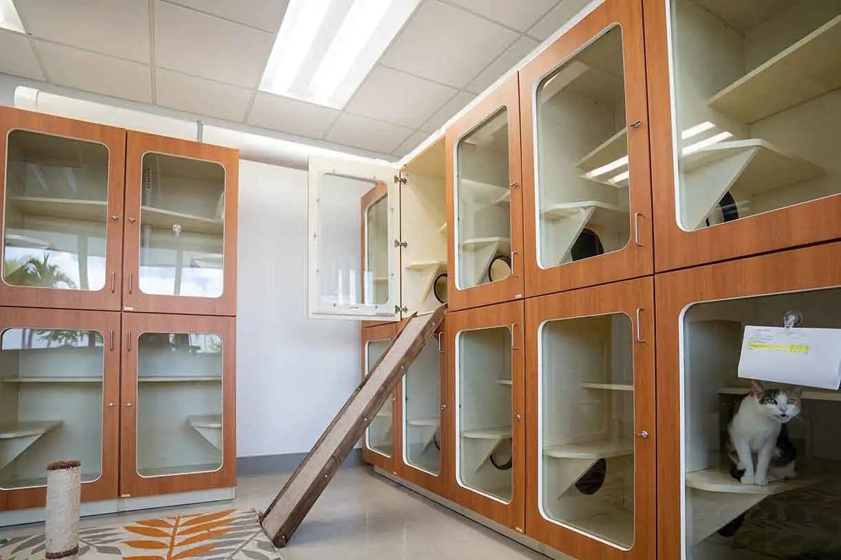 cat boarding in a pet hotel
