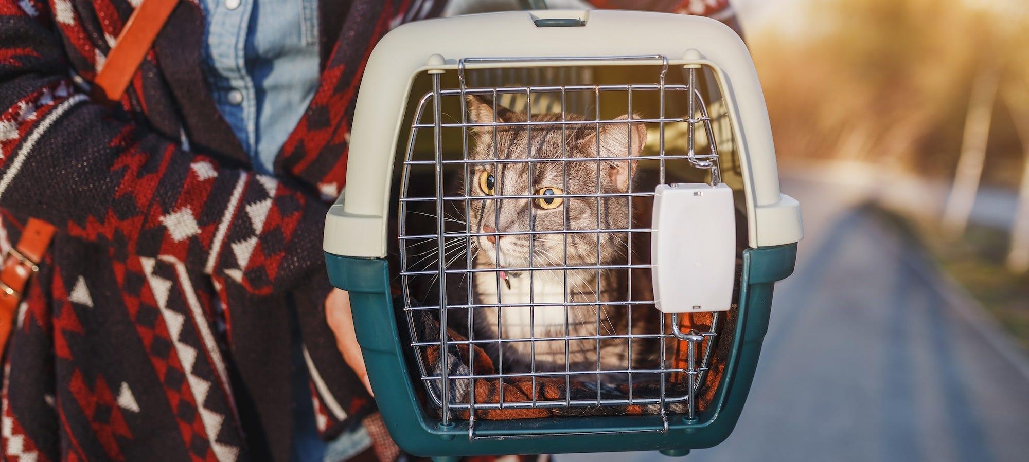 tabby cat in carrier