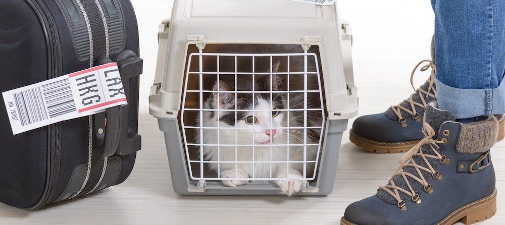 cat in carrier for travel