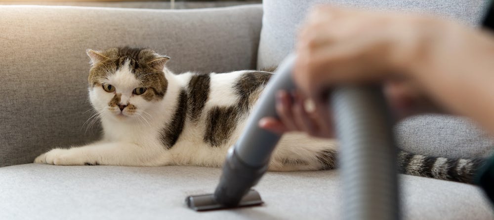 Exotic Shorthair cat on couch with vacuum cleaner