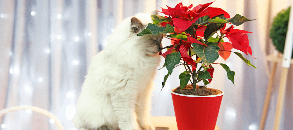 white cat sniffing poinsettia