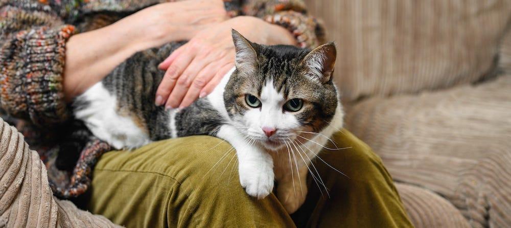 senior tabby cat on person's lap