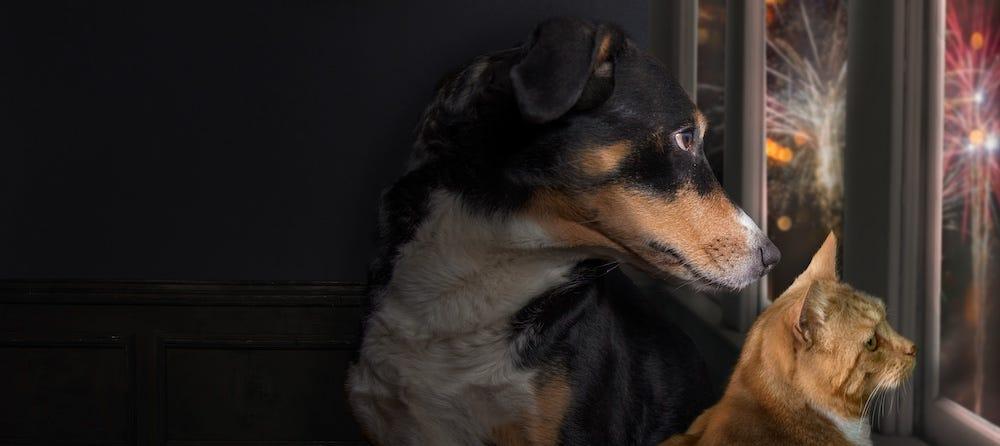 cat and dog looking at fireworks out the window