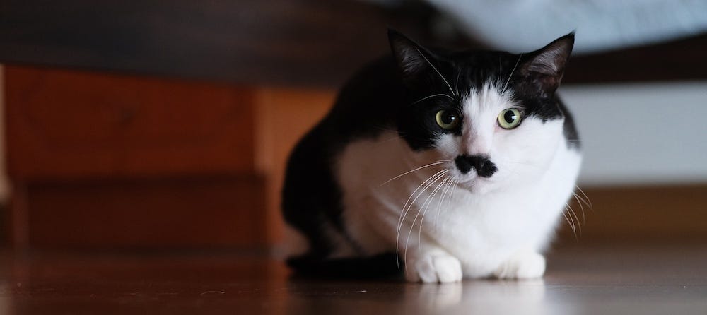tuxedo cat hiding under couch