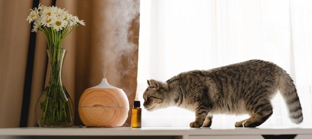 Essential Oils and Cats Are Essential Oils Safe For Cats