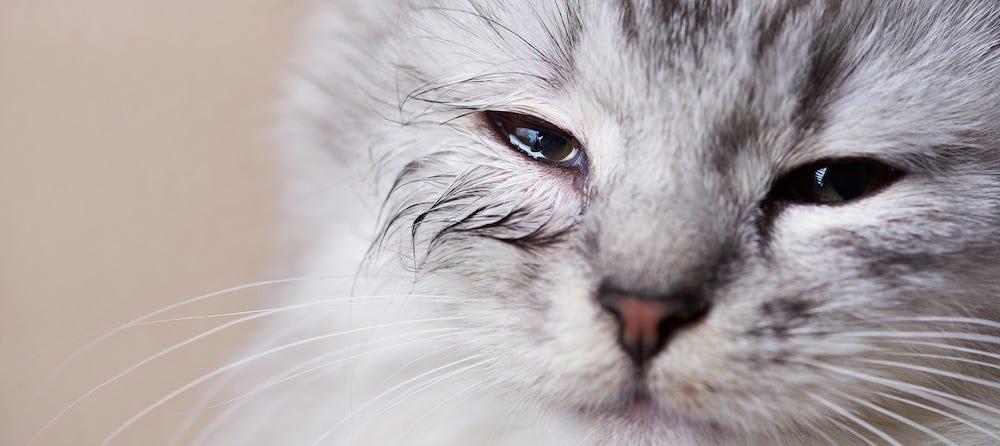 How To Spot Cat Eye Infections