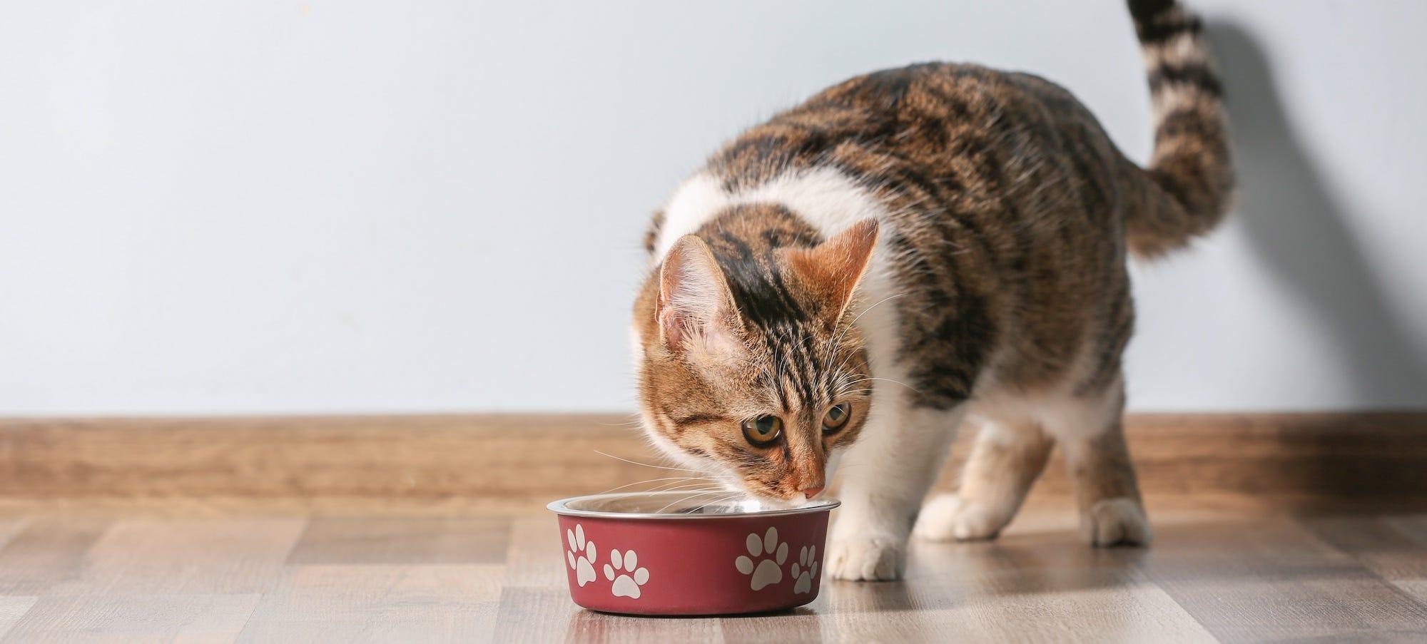 tabby cat eating cat food