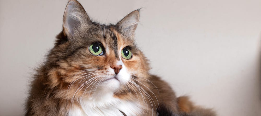 calico cat with green eyes