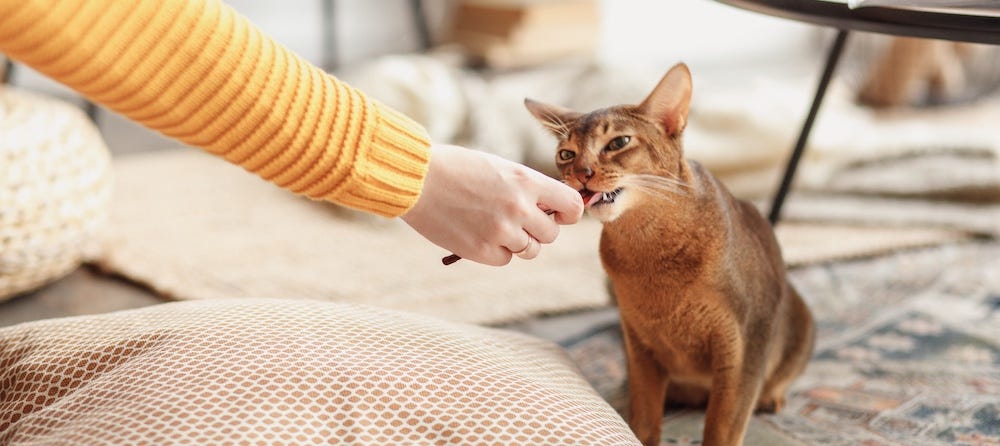 Abyssinian cat eating treat from person's hand