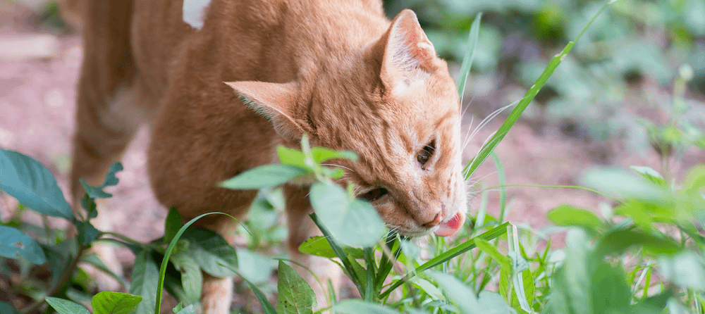 My cat eats grass then vomits best sale