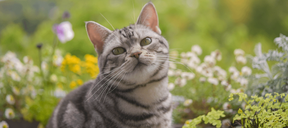 American Shorthair cat in spring wildflowers