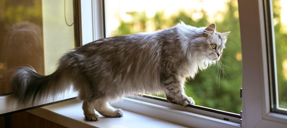 long-haired cat inside outside window