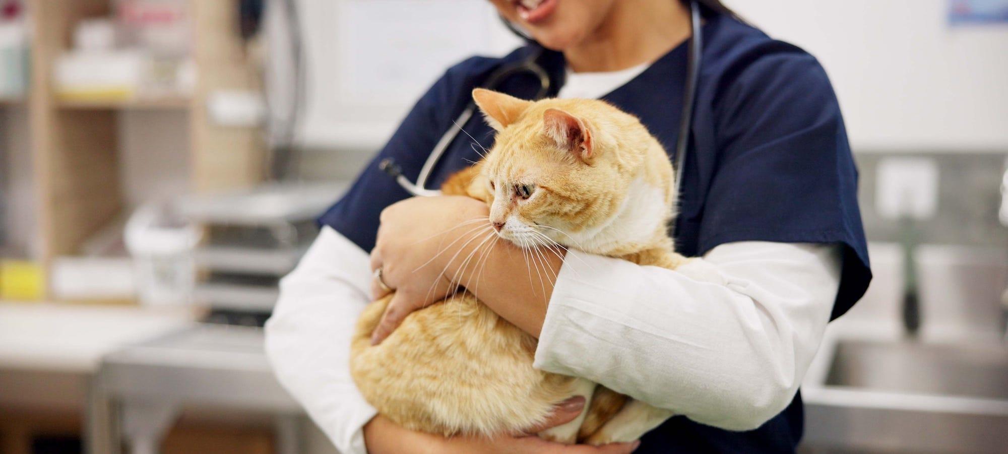 veterinarian holding orange tabby cat