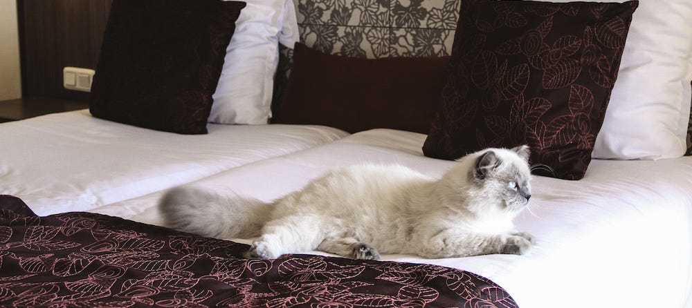 Ragdoll cat on hotel bed