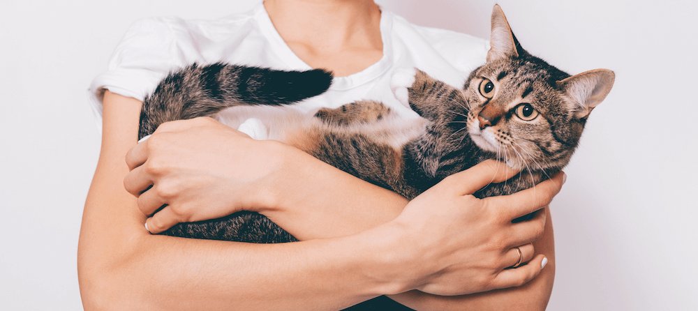tabby cat being held by human