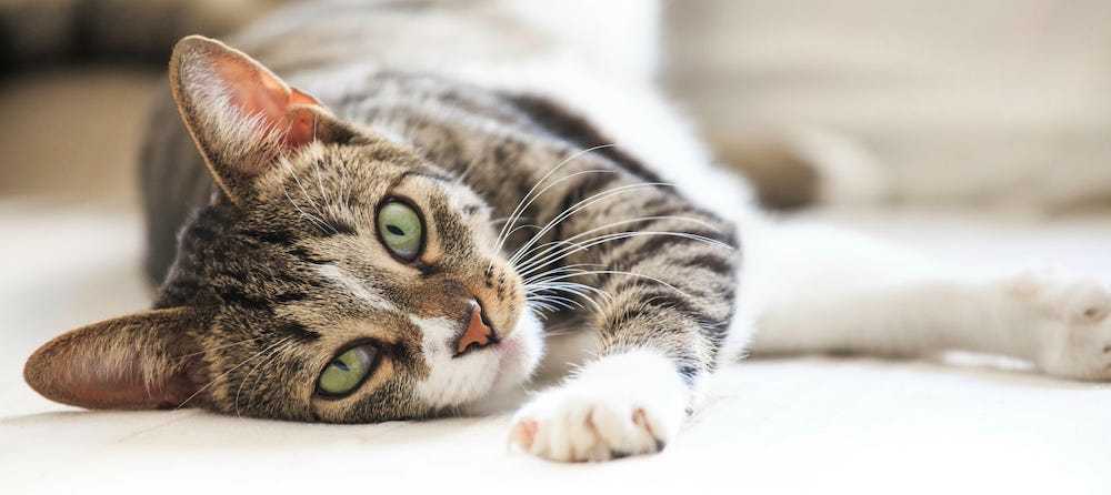 tabby cat laying on side