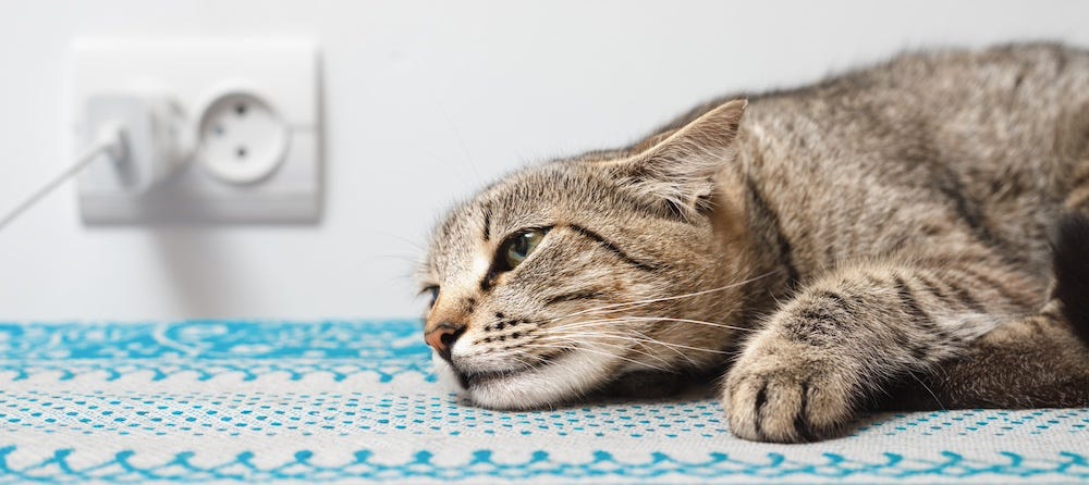 tabby cat in pain