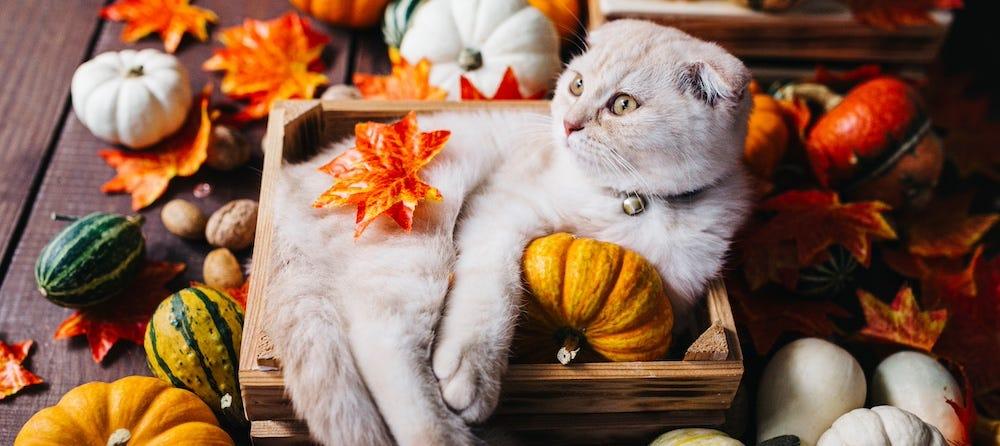 Feeding cats pumpkin hotsell