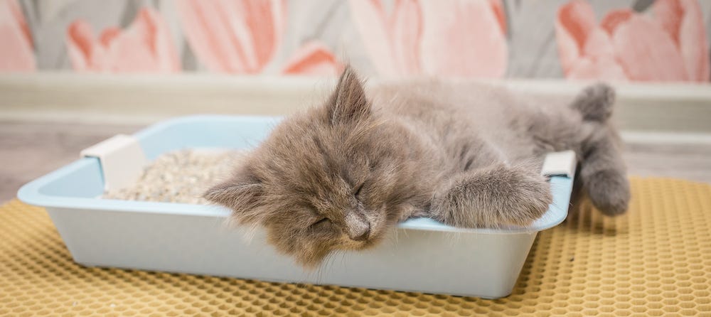 grey cat sleeping in the litter box