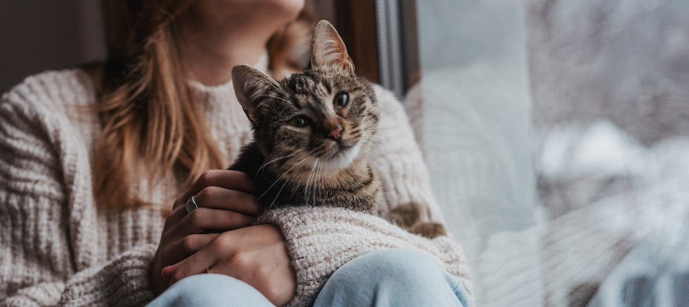 brown tabby cat in woman's arms