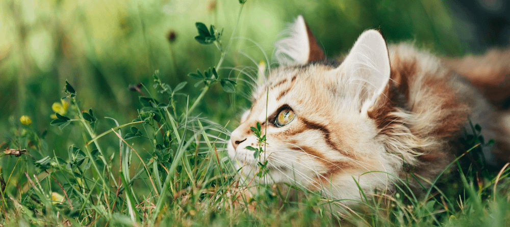 long-haired orange tabby cat in grass