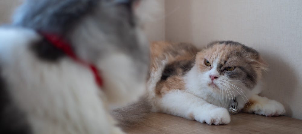 cat suddenly aggressive towards other cat