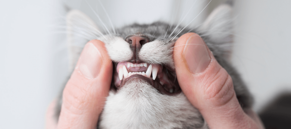 human thumbs exposing cat teeth