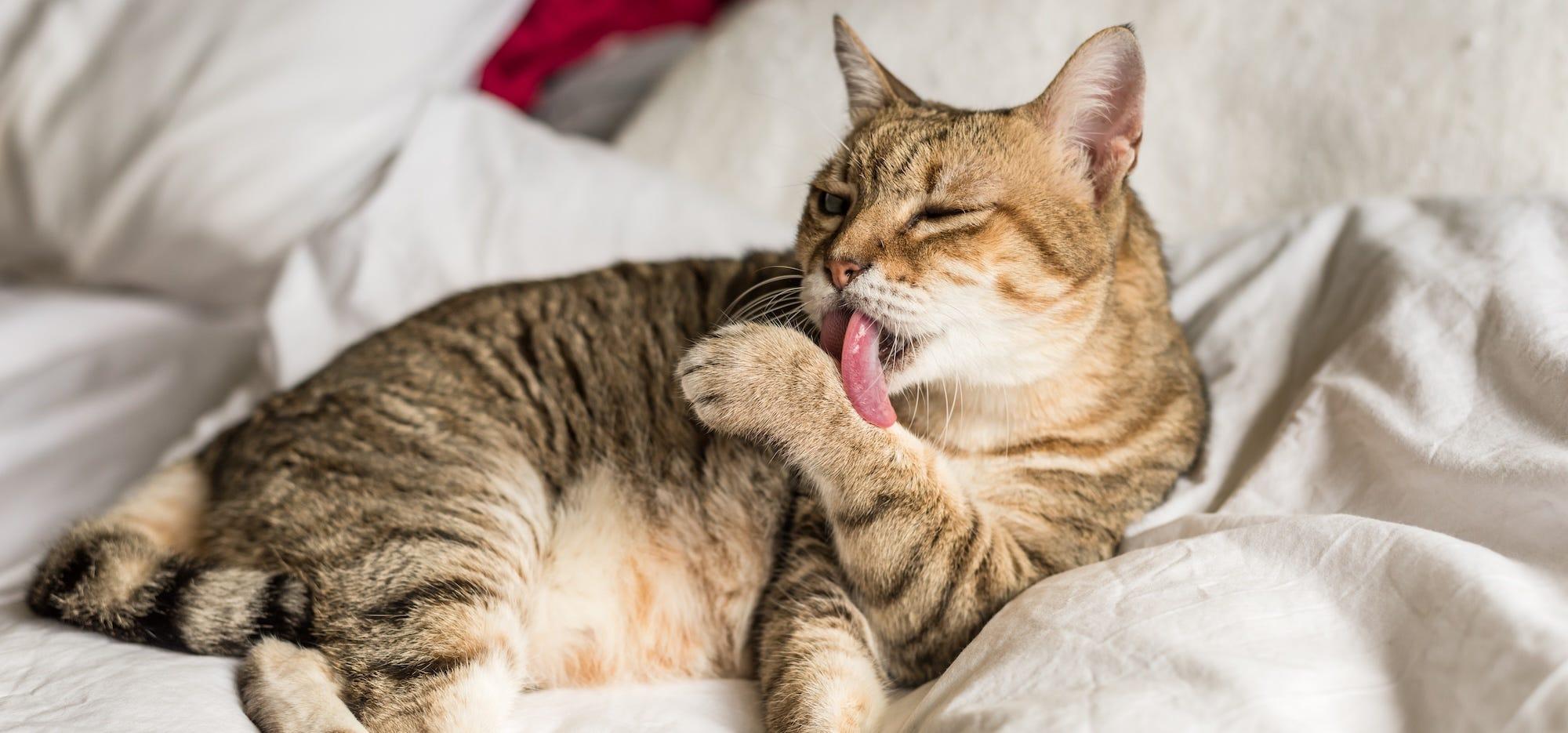 Brown cat licking its paw while laying on a bed