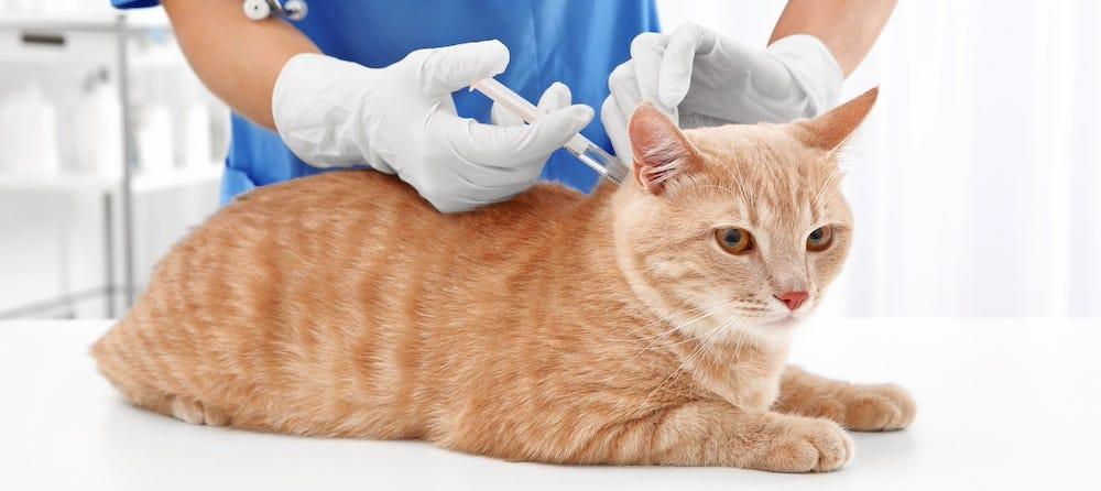 orange tabby cat getting vaccine from vet